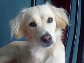 Lucia